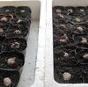 【生き残るための家庭菜園　里芋】