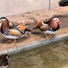 動物たちだって暑い！：須坂市動物園にいってきた