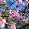 ◆今日の「しらこ桜（河津桜）」（長生郡白子町）