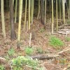 布施下の竹林