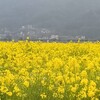 『笠岡えぇとこ！ベイファー厶の菜の花畑とシャコ丼』電チャリ一人旅・春の瀬戸内海編⑧