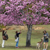 奈良公園にて、桜と鹿さんに癒されにいく休日。