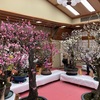 菅原天満宮の盆梅展２０２５年（～３月５日）