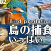 0102【野鳥の捕食シーン色々】カワセミ・ダイサギ・カワウ・カイツブリ・イソシギ・コサギ・チドリ・セキレイ。小さな猛禽モズ、ゴイサギ幼鳥、猫水死体消えた #今日撮り野鳥動画まとめ #身近な生き物語　鶴見川水系恩田川の野鳥