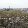 ひとりお花見　～弘明寺～