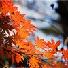 うらをみせ おもてをみせて 散る紅葉