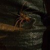 アシダカグモがマジでゴキブリ食べてた