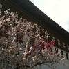 タシチョゾン(お城)に咲く梅