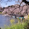 【桜便り】千鳥ヶ淵