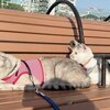 うみちゃんねるを紹介するにゃ 25