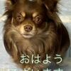 ルーモス　パパと一緒の散歩がいいの？