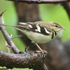 労働公園の野鳥を紹介（２０２０　０５１６）早朝探鳥　その３。