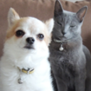 ギンにーたんとジン犬