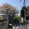 花は桜木。肉屋のむら八さんの小売は明日。