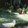 夏を楽しむ家鴨