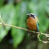 Trinidad Motmot (ハチクイモドキ？)