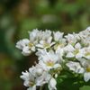 深大寺の蕎麦の花と…