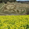 菜の花　あわじ花さじき　　兵庫県　淡路市