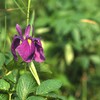 履歴稿　北海道似湾編 　　函開け大将　４の４