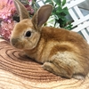 うさぎ情報！