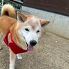 老犬ホームあん｜新人さん テン ^^