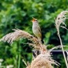 ふるさと公園のオオヨシキリ