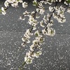 散り初めの桜20240410