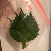 最近の話 と 旬な『大葉』の長持ちする保管方法 と 好きな食べ方