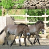 多摩動物公園！　２