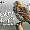 1223【スズメ似鳥でもセキレイ科】タヒバリ捕食、小さな猛禽モズがオナガを襲う。イソヒヨドリのペリット、エナガのホバリング、カワセミメジロシジュウカラ【 #今日撮り野鳥動画まとめ 】 #身近な生き物語