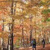 静岡県の紅葉