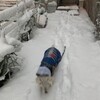  雪の日の散歩で