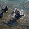 鳩の水浴び