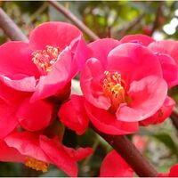 桜　木瓜　梅 　府内城