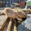 新春仙台旅行：動物園篇