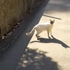 ほっこり煌きの海岸へポタリング：ミニベロ散歩