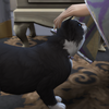 ミナとたつさん　みたらし団子食べたいな