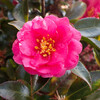 冬の花７