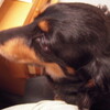 ハチ公並みの犬。