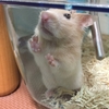 愛ハムスター(愛ハム）のきなこ🐹