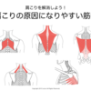 【肩こり解消】図解 肩こりの原因になりやすい筋肉まとめ