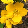 ヤマブキの一重の花