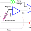 神経科学: パッチクランプ