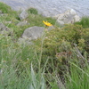 マッターホルン草原の草花たち（２）