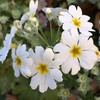 プリムラ・マラコイデスの花