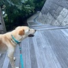 2022年7月25日🐾 今日のマヤ暦