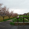 いわのゆめさき桜通り