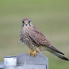 チョウゲンボウまで7m(淀川野鳥探鳥 2015/12/05 8:20-12:10)