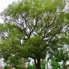 大きな楠の木