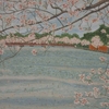 花曇りに咲く満開の桜
